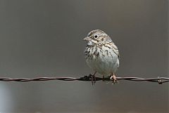 Vesper Sparrow